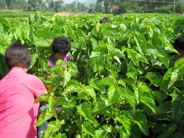 记得桑树不是都很大的 这个好矮