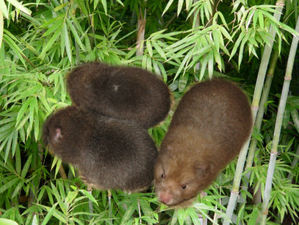 现代医学证明,竹鼠肉具有促进人体白血球和毛发生长,增强肝功能和防止