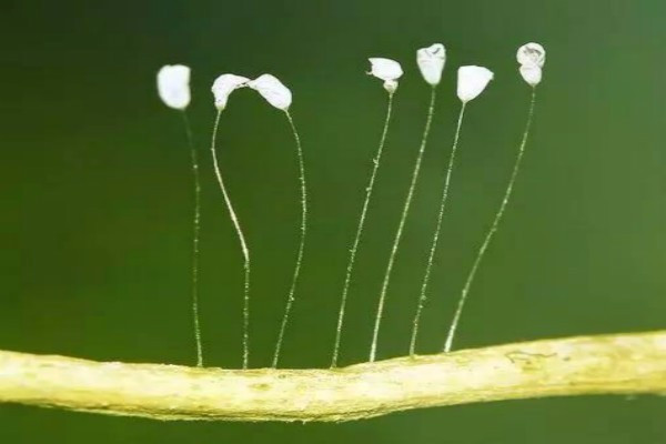 传说之中优昙婆罗花是祥瑞代表,优昙婆罗花到底什么样?