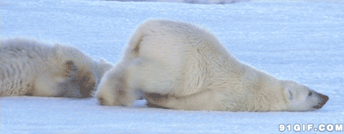 北极熊gif图片大全图片