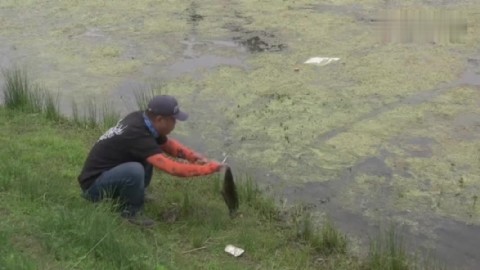 渔猎出品  渔猎客栈 雷强 黑鱼 猎黑  渔猎雷蛙 钓黑鱼小视频16