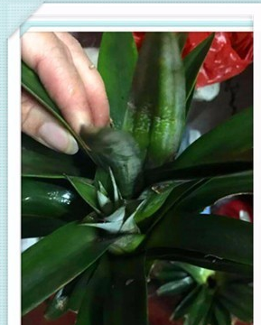 菠萝头水培能沾水吗 之前沾水种的那些都没活