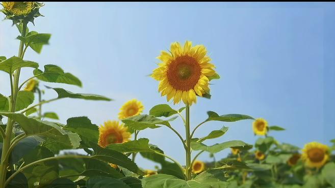 360影视 影视搜索