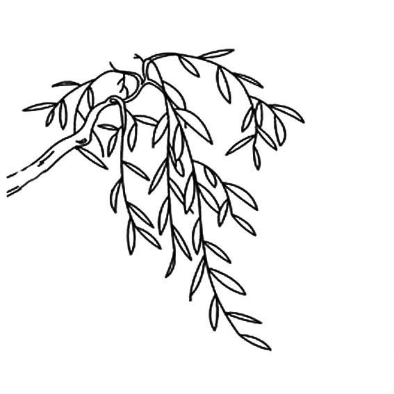 画一棵树的树叶,怎么画