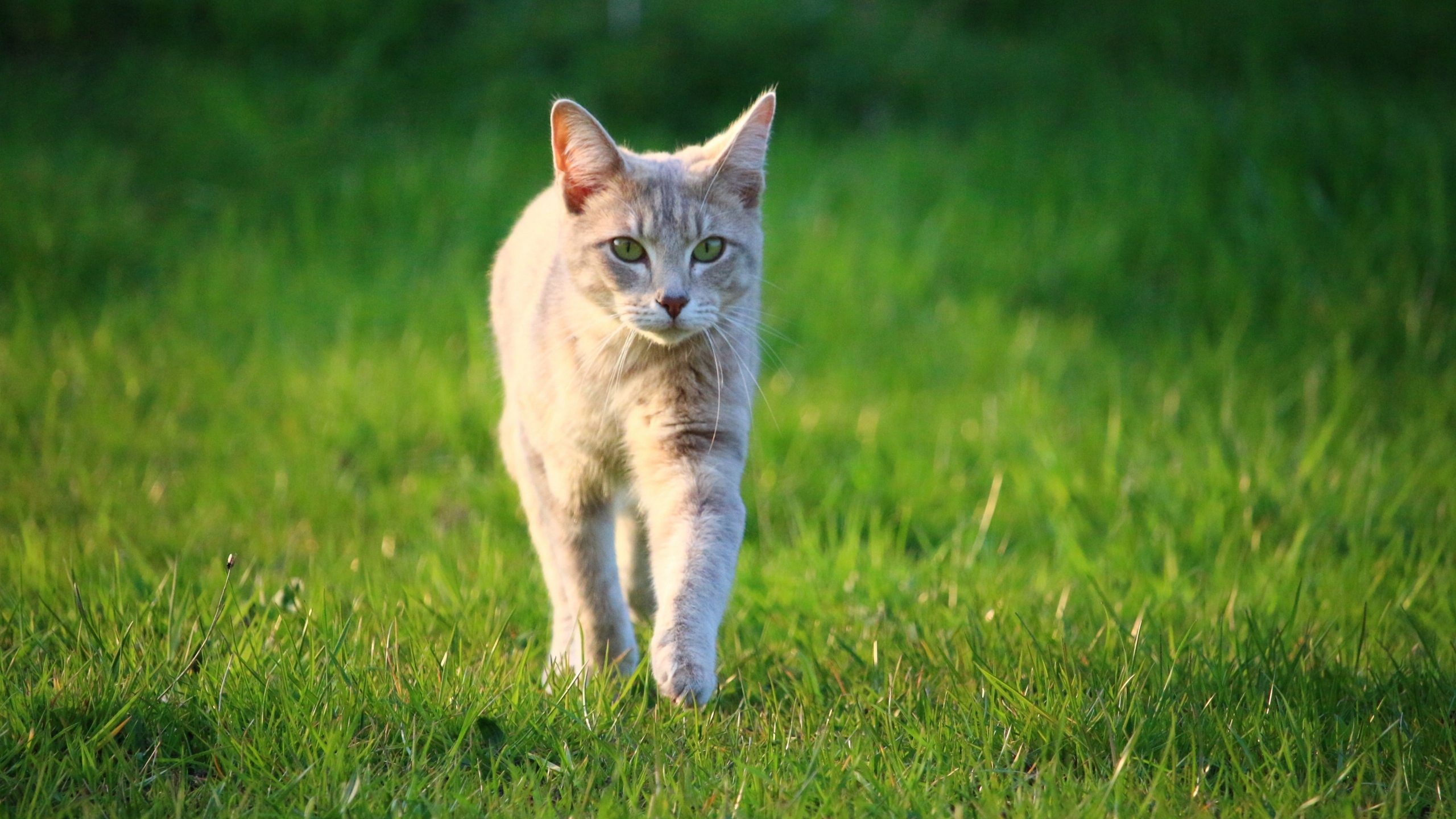 高清野外猫咪图片[图7]