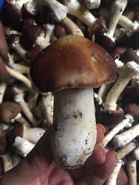 叫什么?用稻草种出来的,俗称稻草菇.