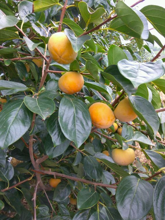 早秋柿子和阳丰柿子有什么区别