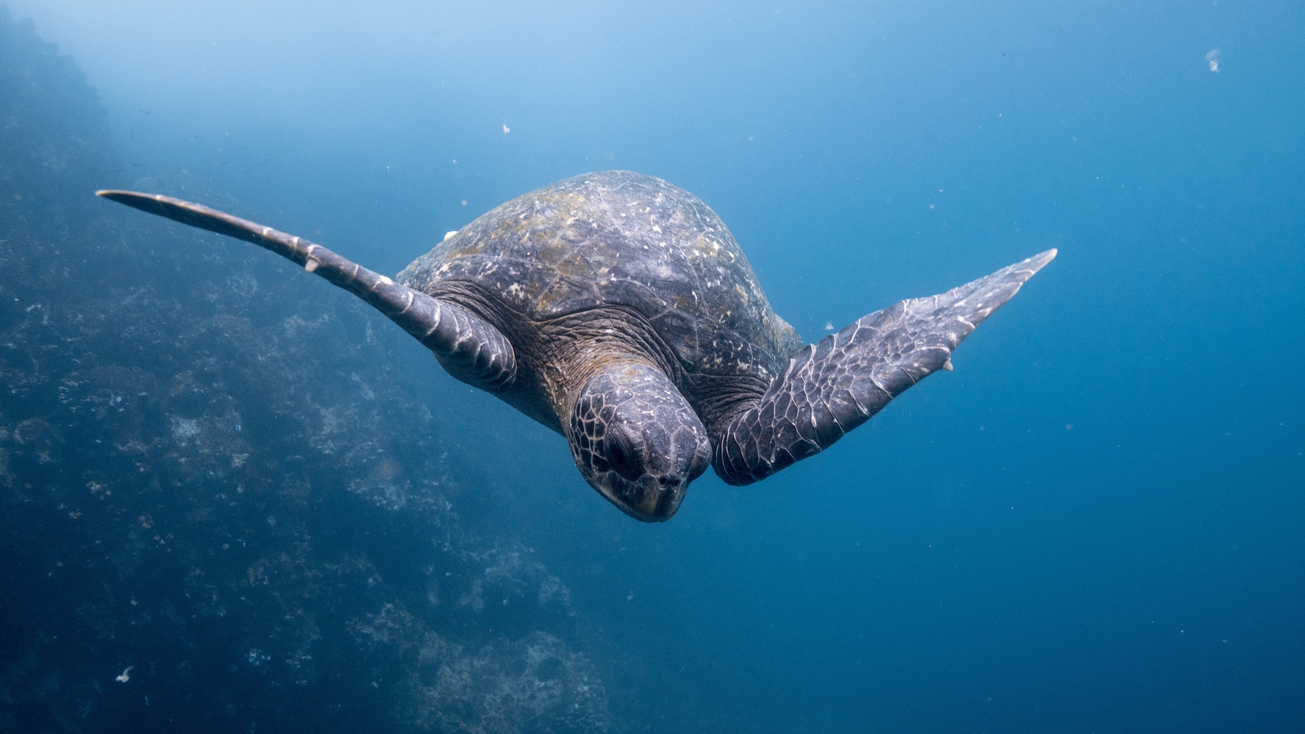 深海海龟图片大全[图11]