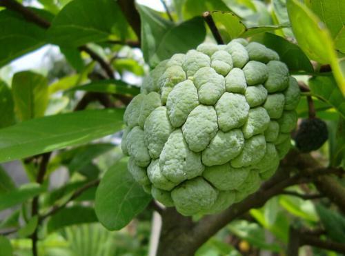 释迦皮已经黑了,但是里面还是硬的.请问是怎么回事?