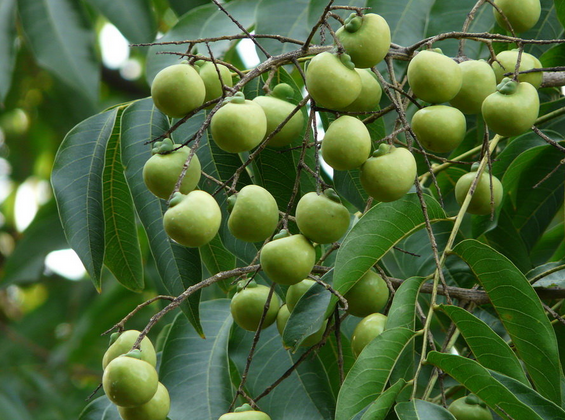 有一种绿的圆的小果子,在树上的,掰开里面的汁跟洗洁精一样可以洗手