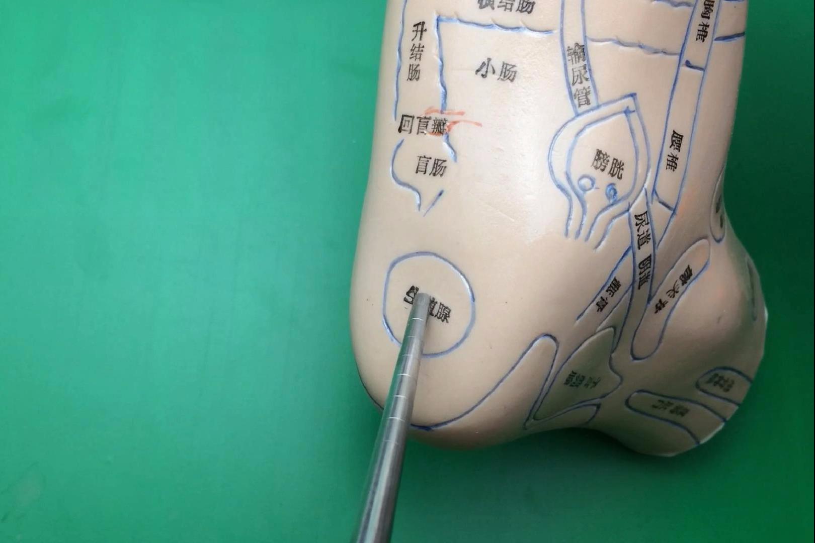 视频-穴位养生堂:每天 按摩《 生殖腺穴》可提高受孕率