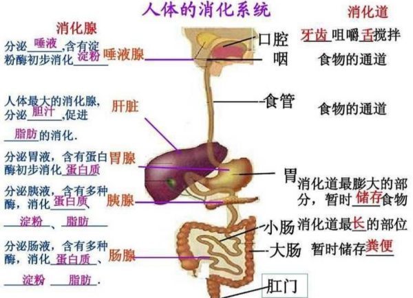 食物经过消化道的顺序图片