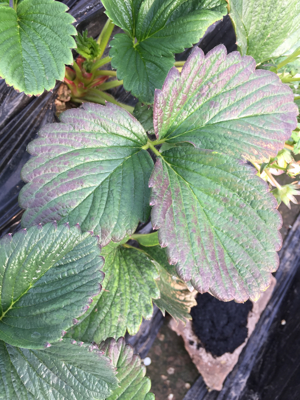 请问老师草莓叶子周围发红是什么病害