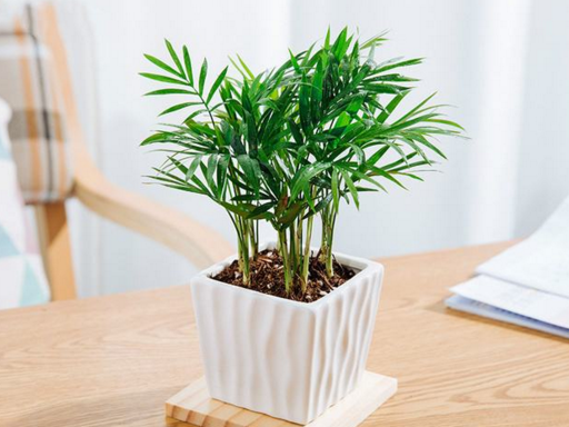 给中老年人送什么生日礼物比较好?