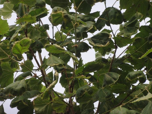 法桐叶片是什么病害?