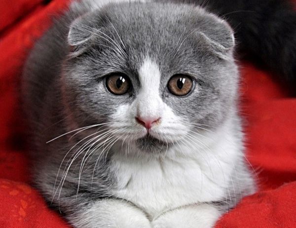 苏格兰折耳猫(拉丁学名:felis silvestris catus,英文名:scottish