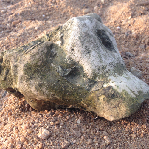 我在河边捡到一块石头,很像动物的化石.想请高人帮我鉴定一下.