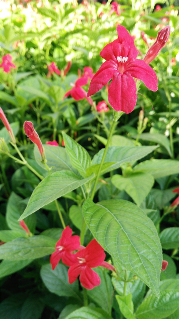 小区花圃草本植物,开五瓣小红花,请问叫什么名字?