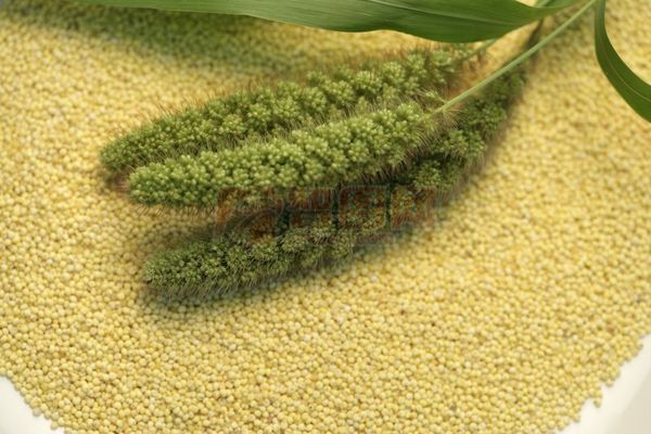 粟米是从什么植物上得来的