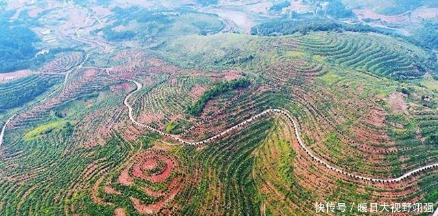 脱贫致富油茶产业