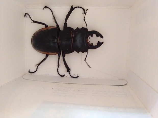 请问这种甲虫有价值吗?体长一根香烟的长度.