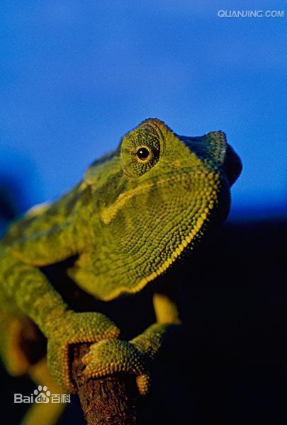 您讲的应该是杰克森变色龙.
