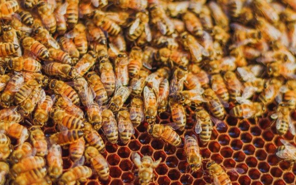 養蜜蜂的技巧和方法視頻 養蜜蜂的技巧和方法視頻教程