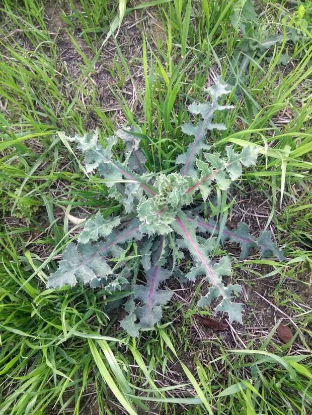 这是什么野菜啊