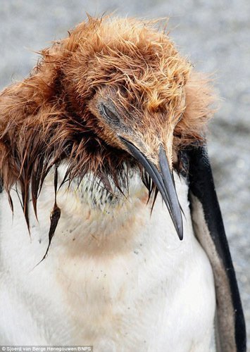求以前用过的一个qq表情,是一个黑色爆炸头企鹅,看起来很颓废,好像