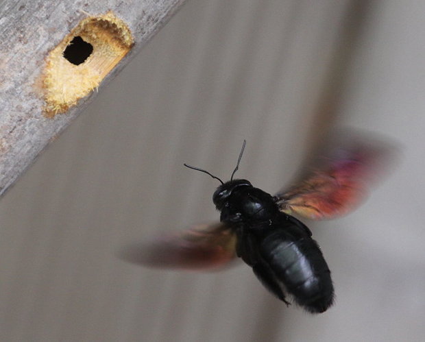 黑竹蜂幼虫图片