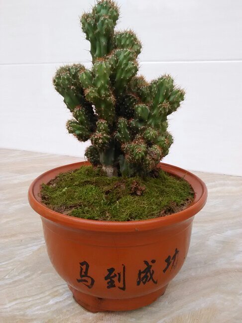 请问这个盆栽,山影拳要怎么去繁殖?