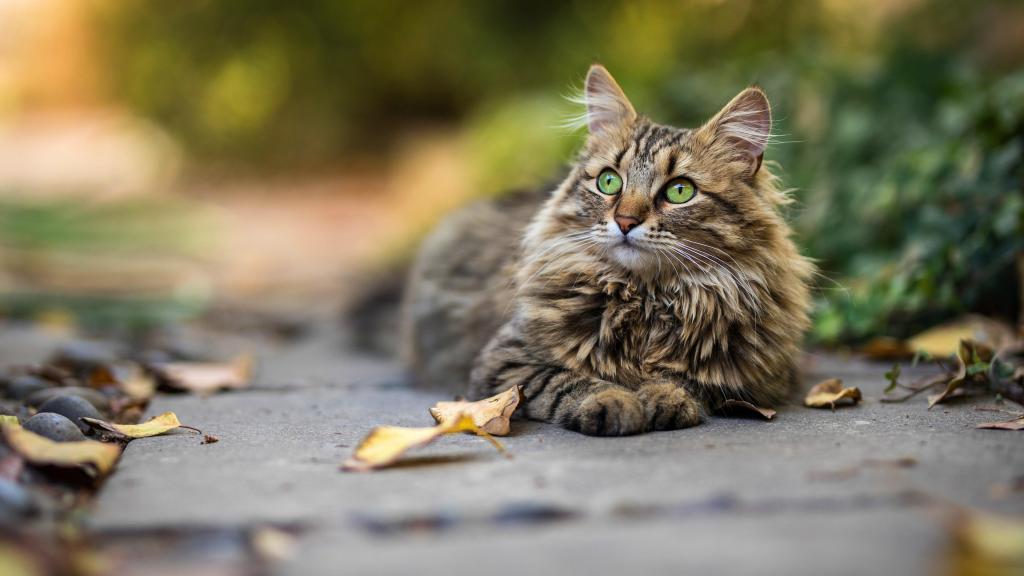 可爱萌宠猫咪微距摄影写真[图6]