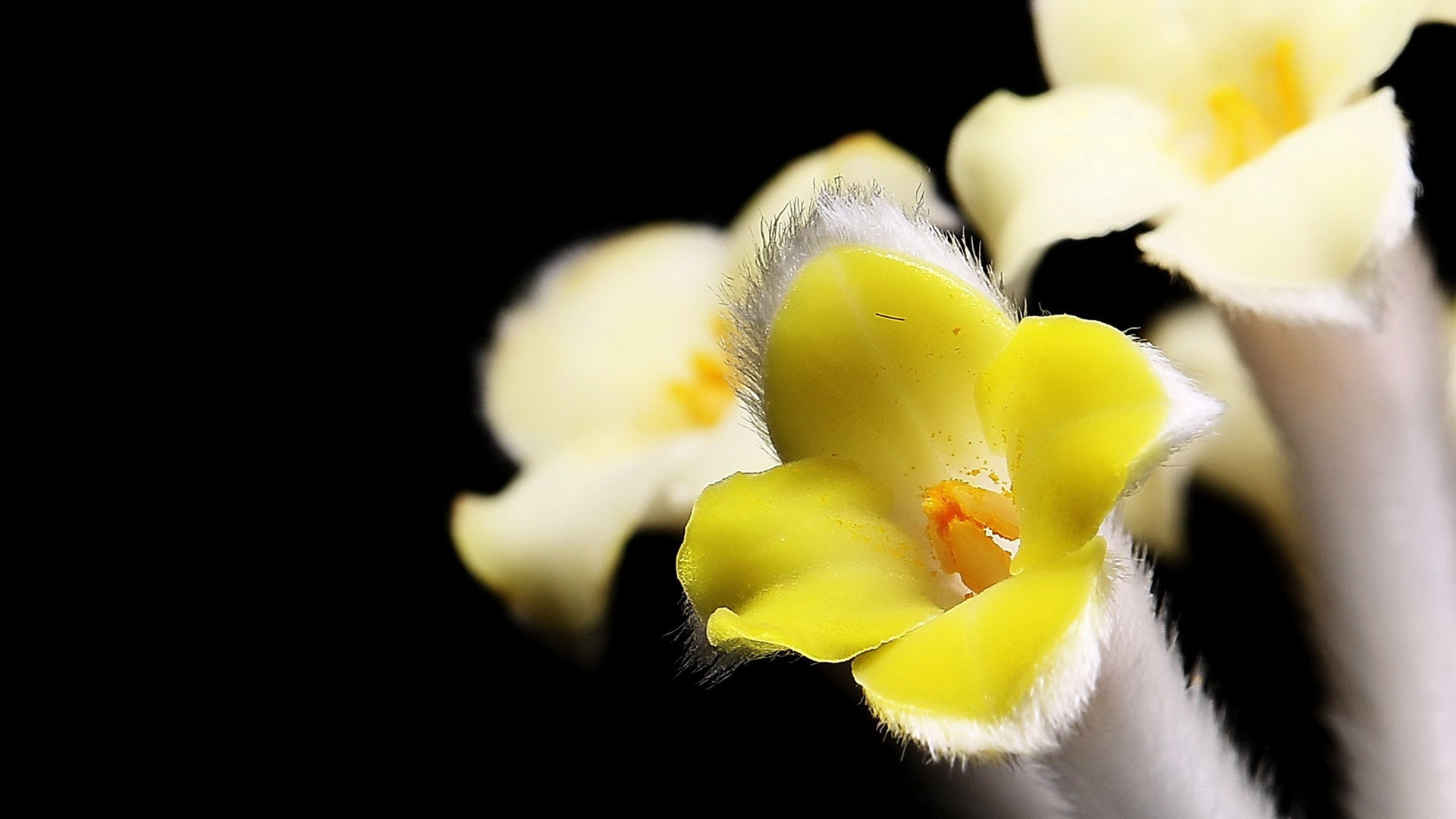 黄色的结香花图片[图2]