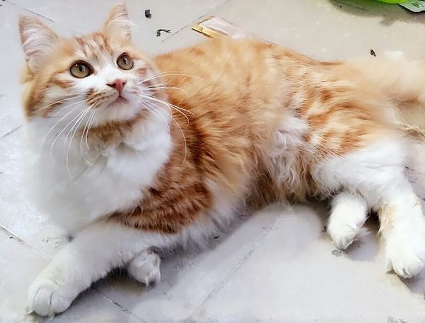 我家黄白猫尾巴蓬松,是什么品种