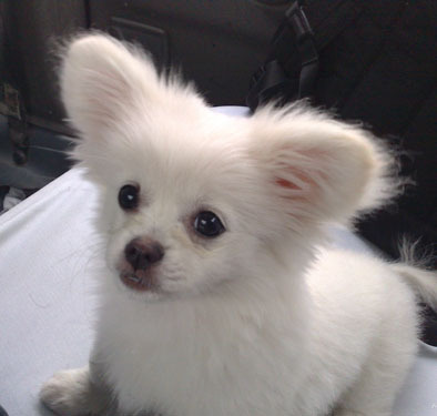 1个多月白色的小狗有什么品种的?最好带图片