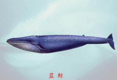 蓝鲸最高纪录多重多长?
