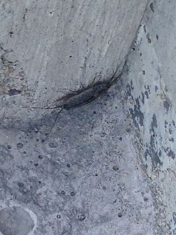 我想知道这是什么虫子,我在海边石阶上见到的