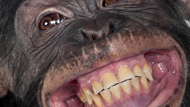 男子给大猩猩 表演了一个 小节目,结局想不到,太 搞笑了!