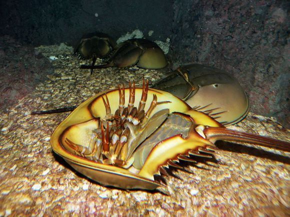 海里的蓝血生物叫什么