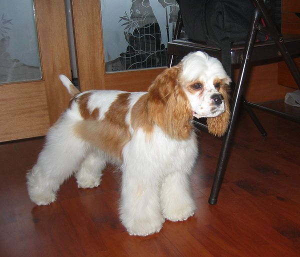 想知道图片左边的那个大耳朵狗是什么品种