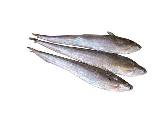 请问:为什么长江刀鱼清明节前刺是软的,到清明节后就变硬了?