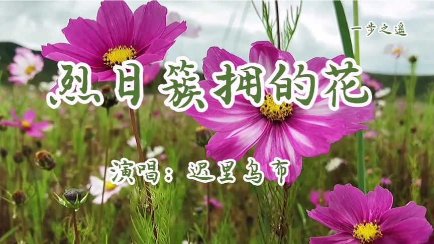 [图]《簇拥烈日的花》迟里乌布