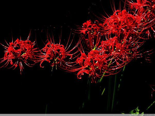 天蝎座的守护花是什么图片