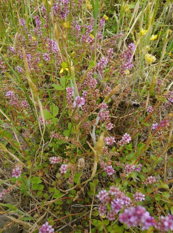 这三种开紫花的肉质六小草叫什么零名字