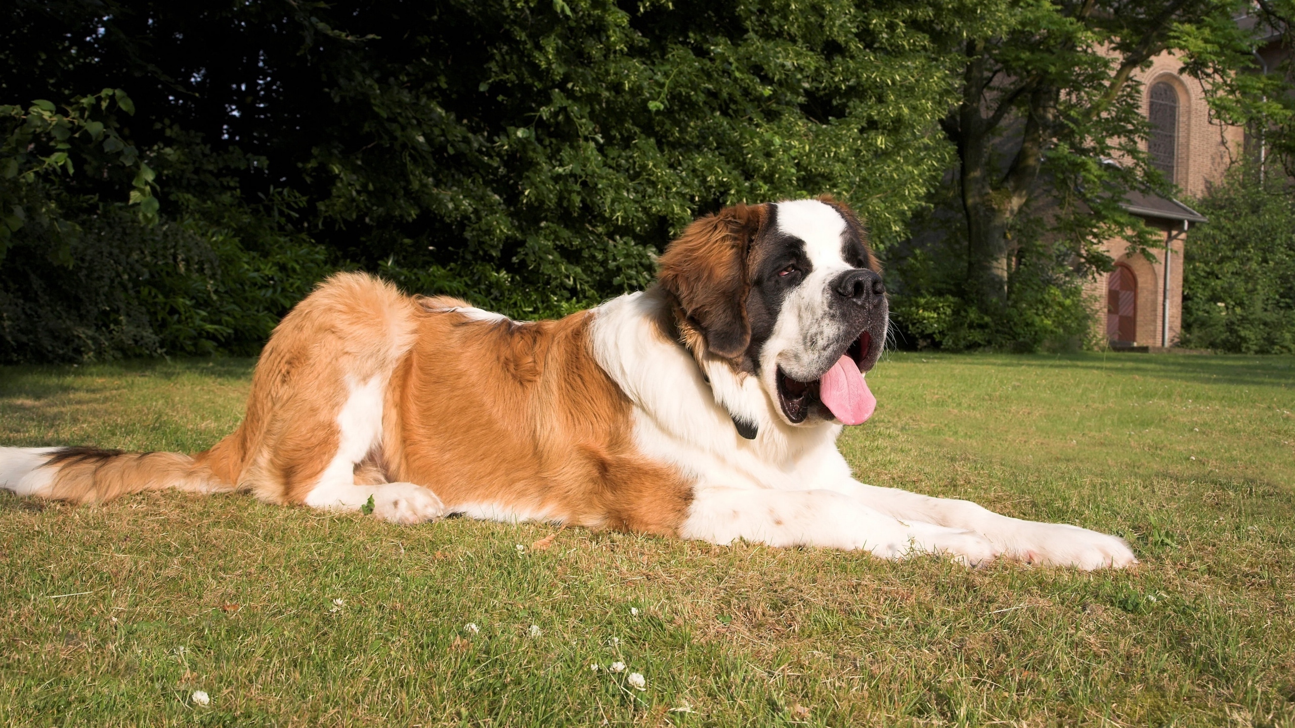 圣伯纳犬动物桌面壁纸[图1]