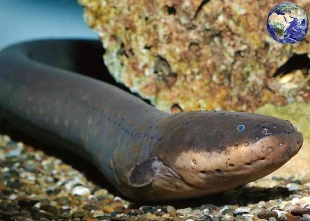 电鳗会电到自己吗