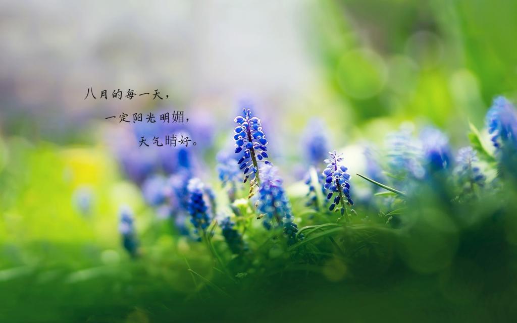 最幸运的八月电脑壁纸[图9]