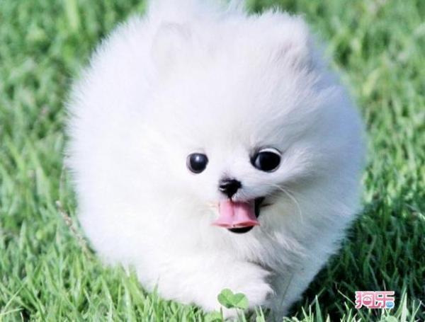 全身白白的,耳朵小小的狗狗叫什么?