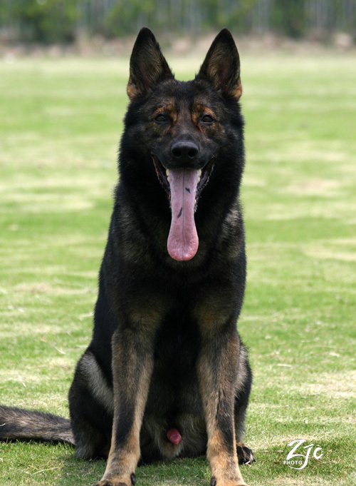 可以到德国买东德牧羊犬带回中国吗?