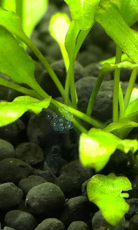 我家是草缸,只养了一些小虾和蜗牛,刚刚看到一